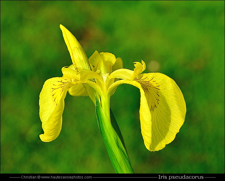 Iris des marais - Iris pseudacorus