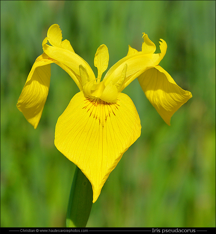 Iris des marais - Iris pseudacorus