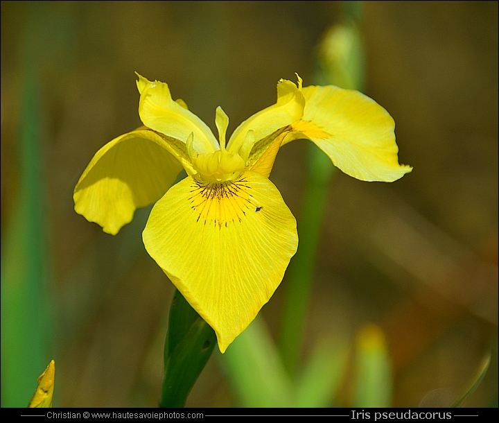 Iris des marais - Iris pseudacorus