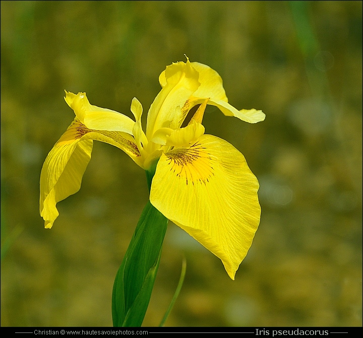 Iris des marais - Iris pseudacorus