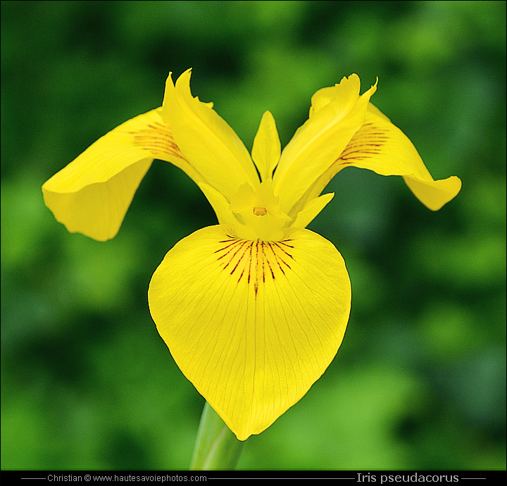 Iris des marais - Iris pseudacorus