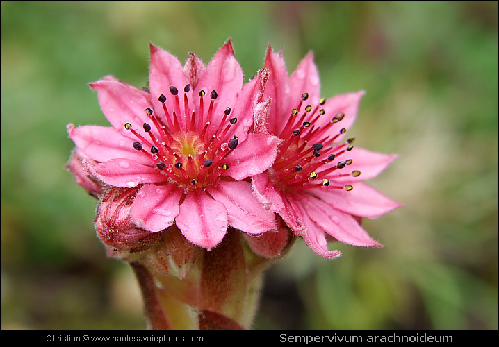 Joubarbe à toile d'araignée - Sempervivum arachnoideum