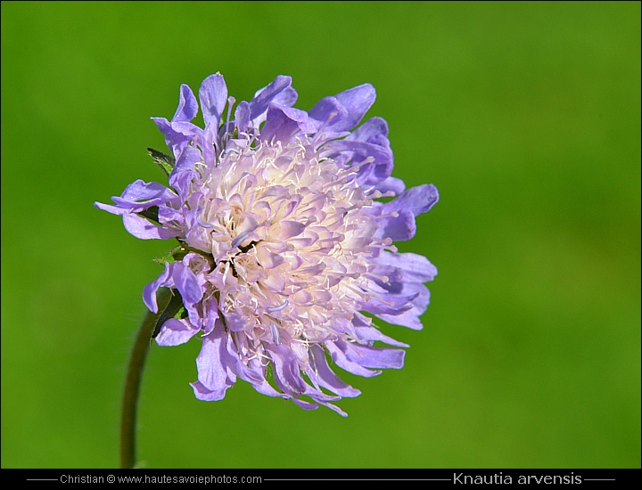 Knautie des champs - Knautia arvensis