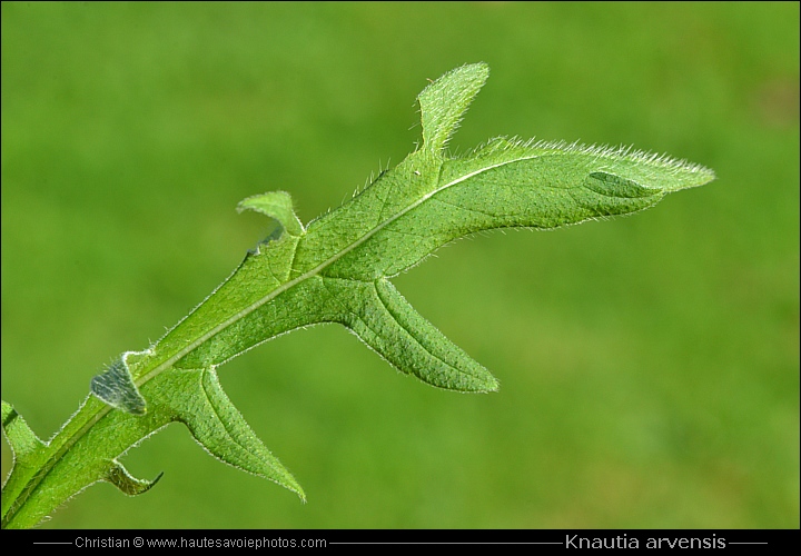 Knautie des champs - Knautia arvensis