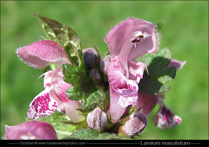 Lamier tacheté - Lamium maculatum