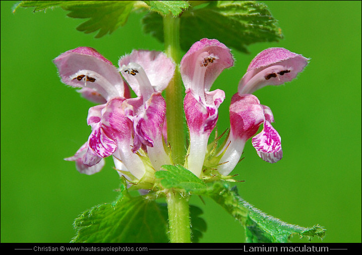 Lamier tacheté - Lamium maculatum