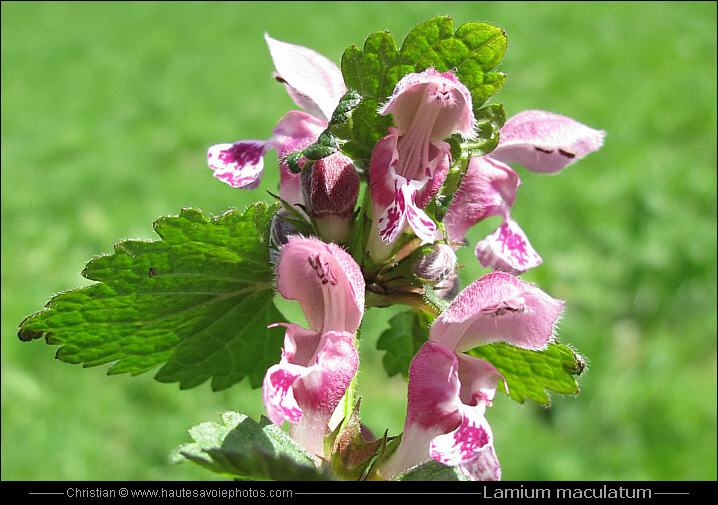 Lamier tacheté - Lamium maculatum