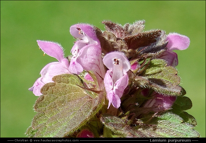 Lamier pourpre - Lamium purpureum