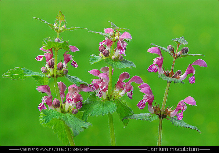 Lamier tacheté - Lamium maculatum