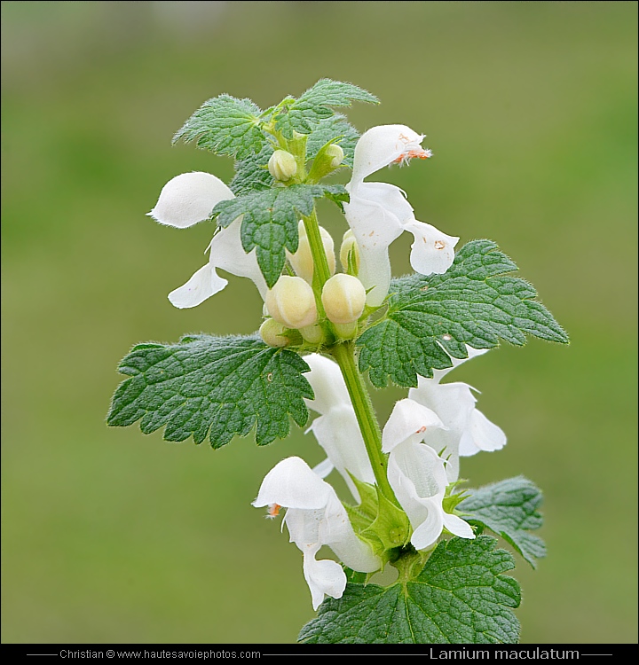 Lamier tacheté - Lamium maculatum