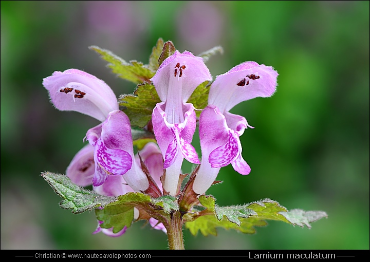 Lamier tacheté - Lamium maculatum