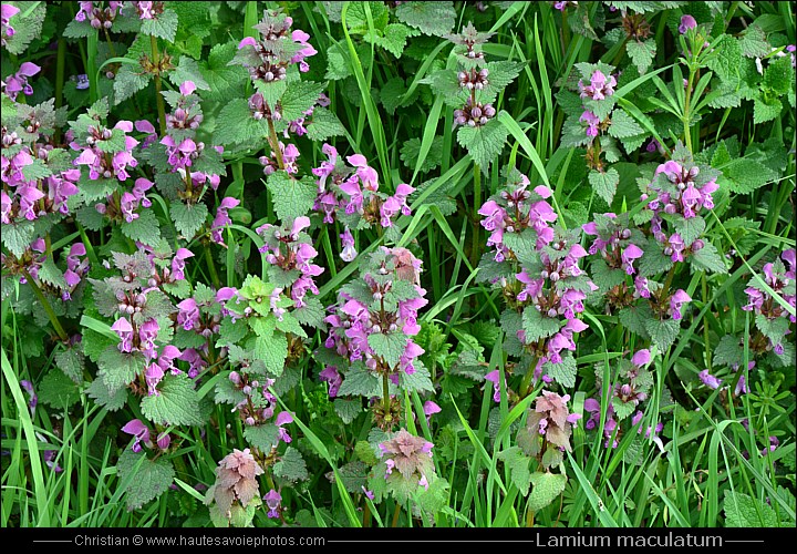 Lamier tacheté - Lamium maculatum