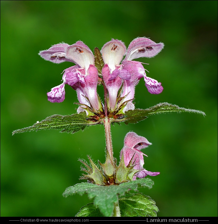 Lamier tacheté - Lamium maculatum