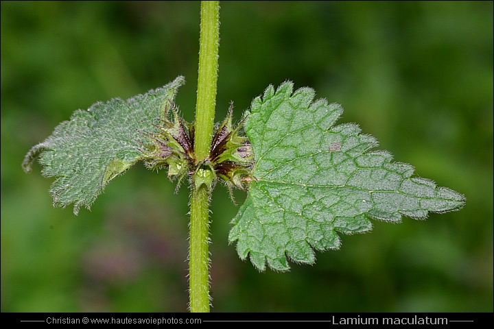 Lamier tacheté - Lamium maculatum