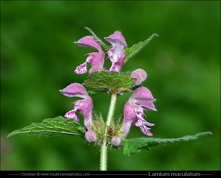 Lamier tacheté - Lamium maculatum