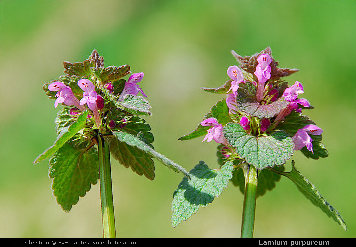 Lamium purpureum