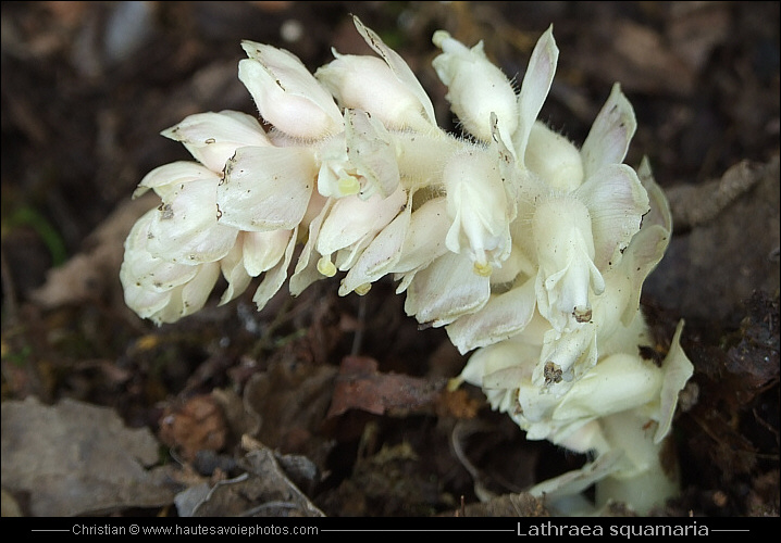 Lathraea squamaria