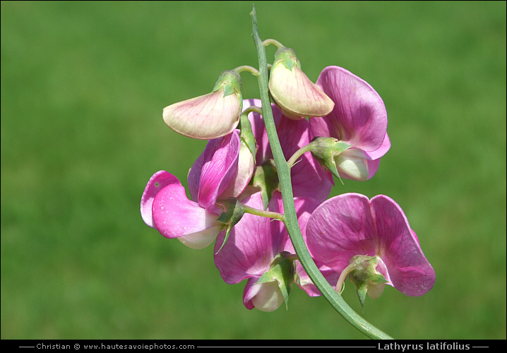 Gesse à larges feuilles - Lathyrus latifolius