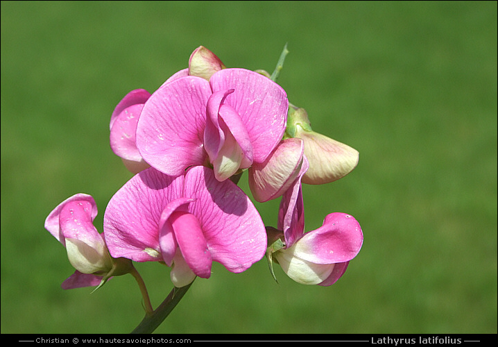 Gesse à larges feuilles - Lathyrus latifolius