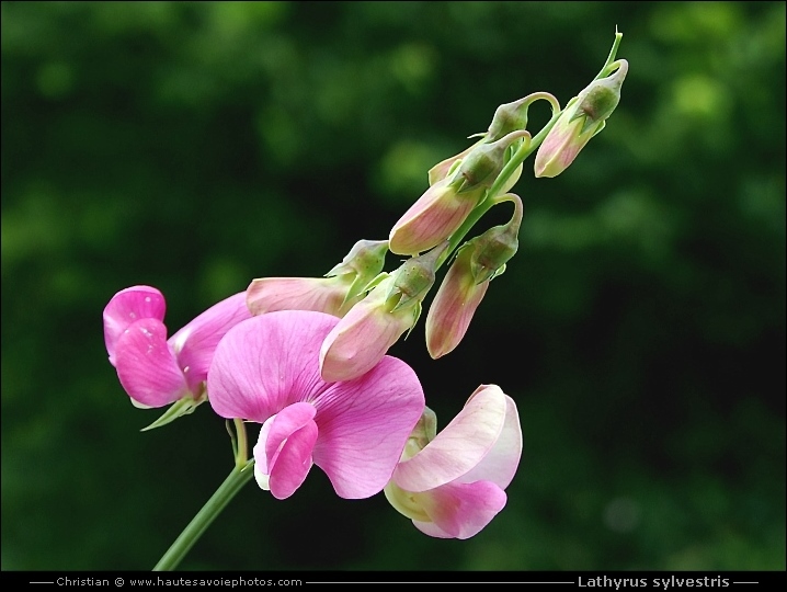 Gesse des bois - Lathyrus sylvestris