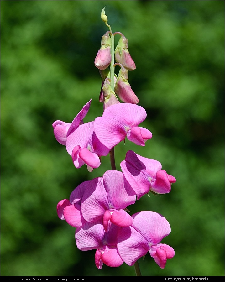 Gesse des bois - Lathyrus sylvestris