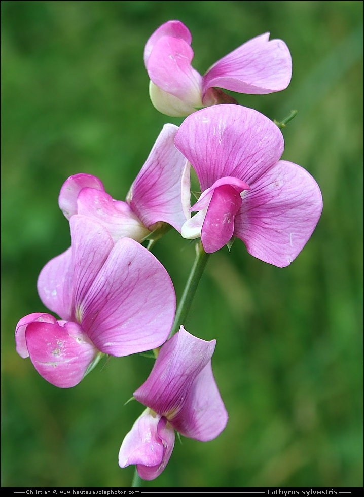 Gesse des bois - Lathyrus sylvestris