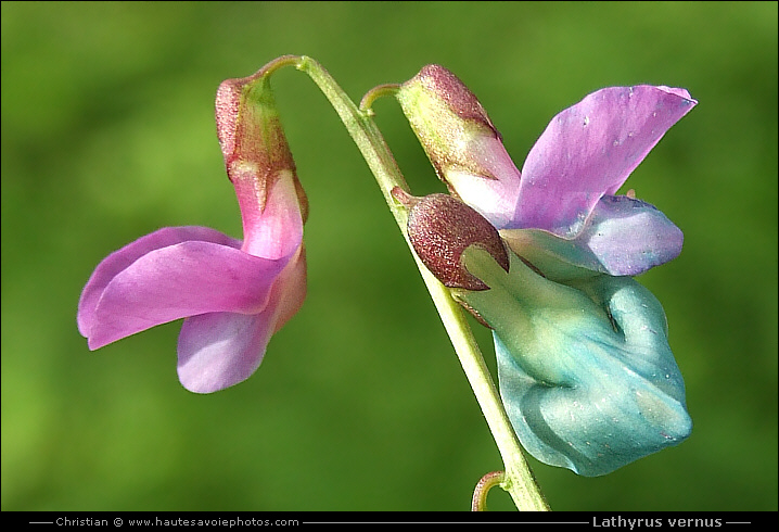 Gesse du printemps - Lathyrus vernus