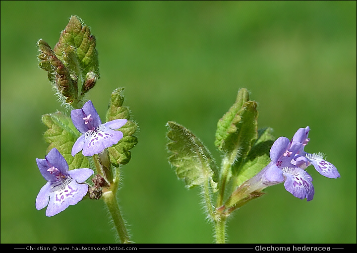 Lierre terrestre - Glechoma hederacea