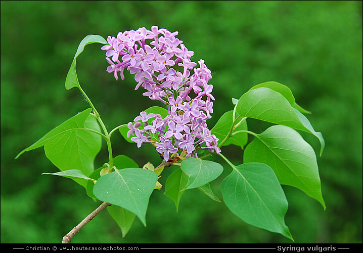 Lilas - Syringa vulgaris