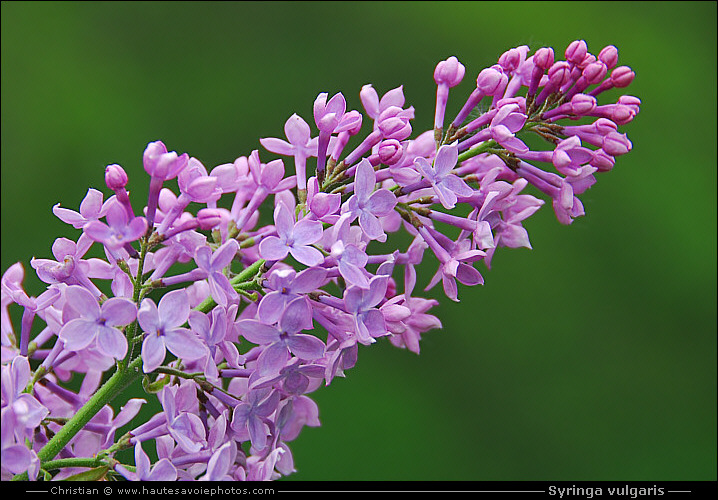 Lilas - Syringa vulgaris