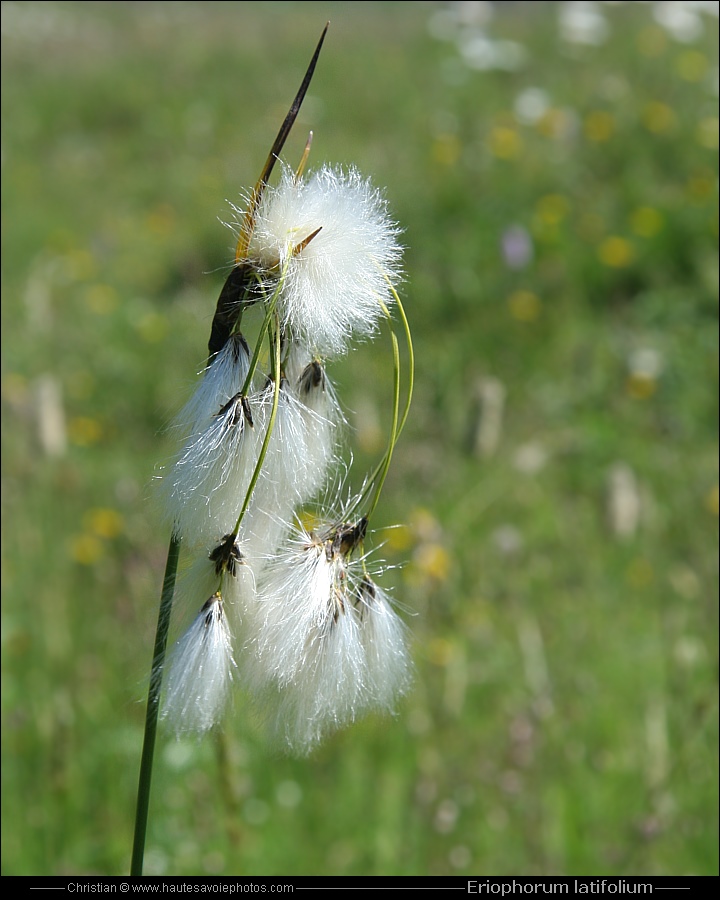 Linaigrette - Eriophorum latifolium