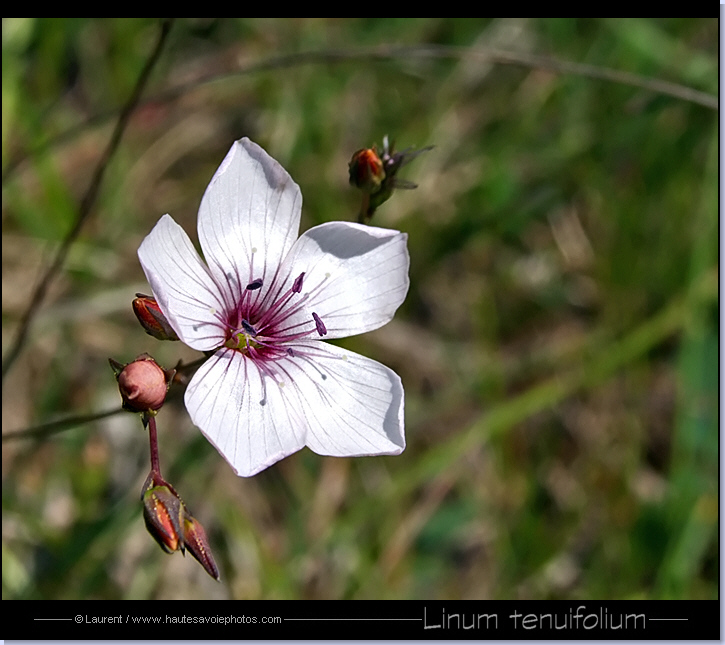 Lin à feuilles fines - Linum tenuifolium