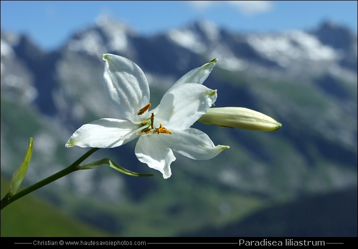 Lis des Alpes ou Lis des Alpes - Paradisea liliastrum