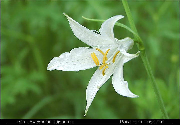 Lis des Alpes - Paradisea liliastrum