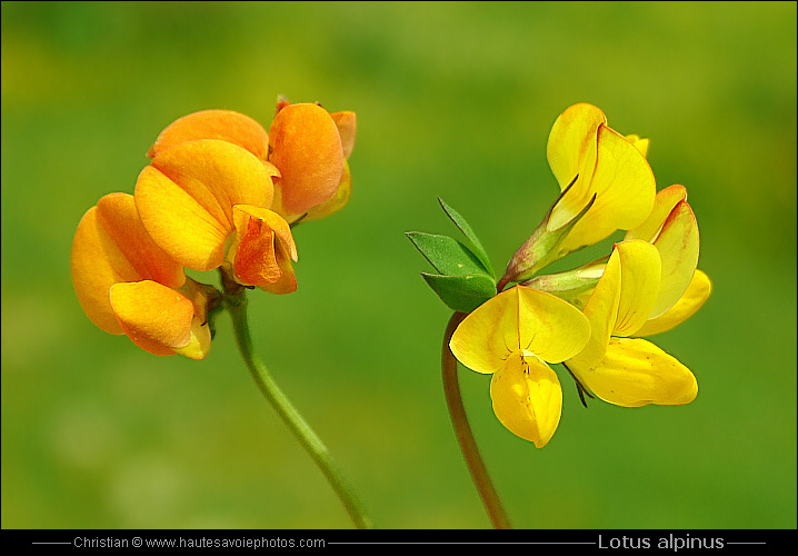 Lotier des Alpes - Lotus alpinus