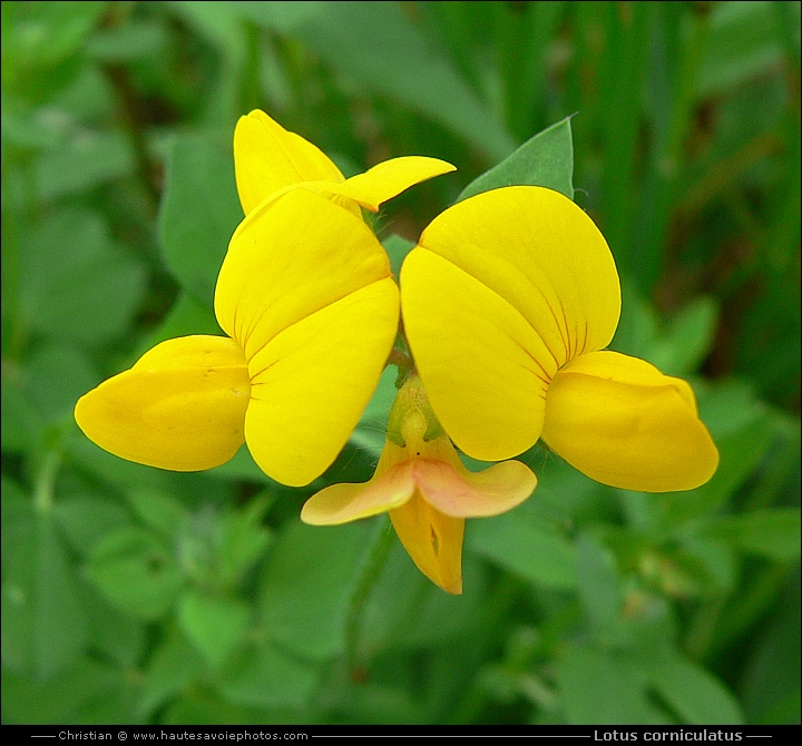 Lotier cornicolé - Lotus corniculatus