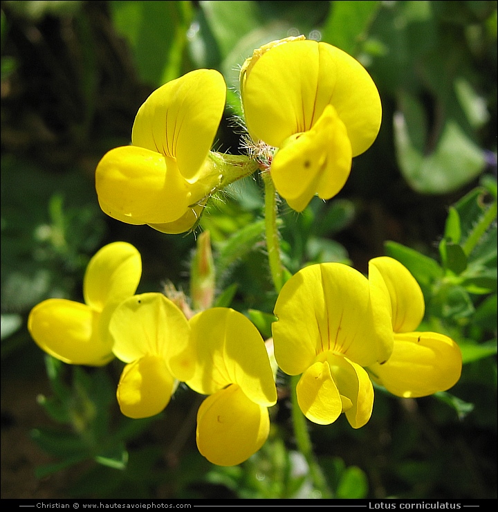 Lotier cornicolé - Lotus corniculatus