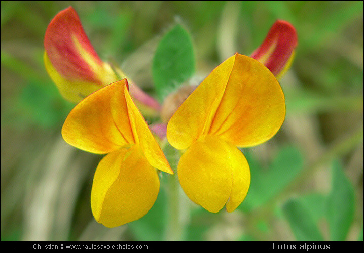 Lotier des Alpes - Lotus alpinus