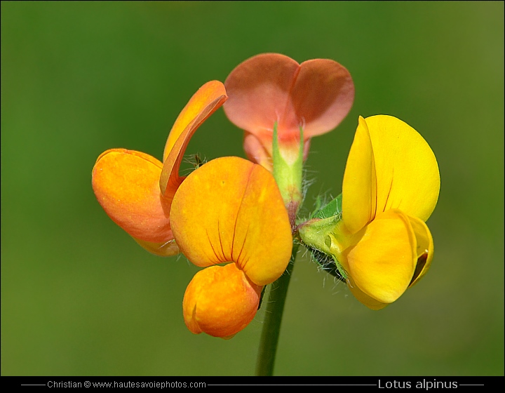 Lotier des Alpes - Lotus alpinus