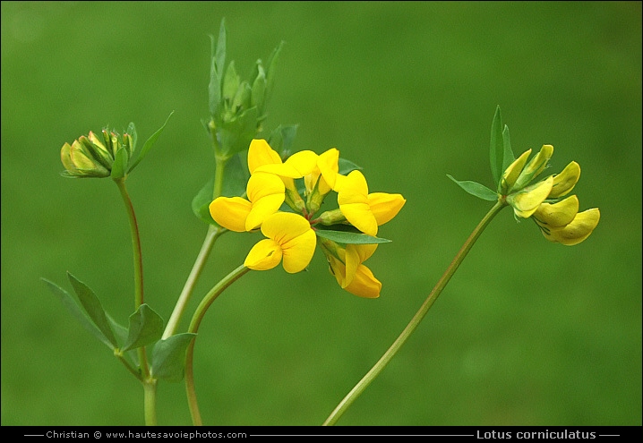 Lotier cornicolé - Lotus corniculatus