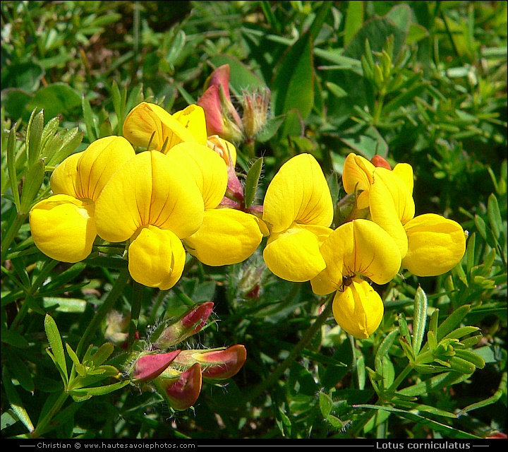 Lotier cornicolé - Lotus corniculatus