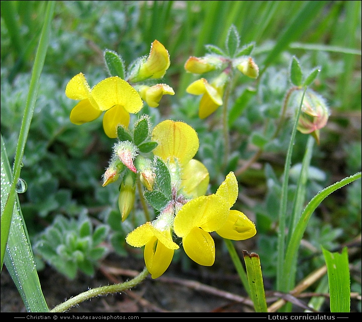 Lotier cornicolé - Lotus corniculatus