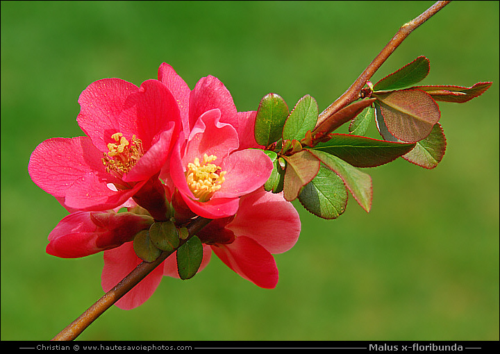 Pommier Japon - Malus x-floribunda