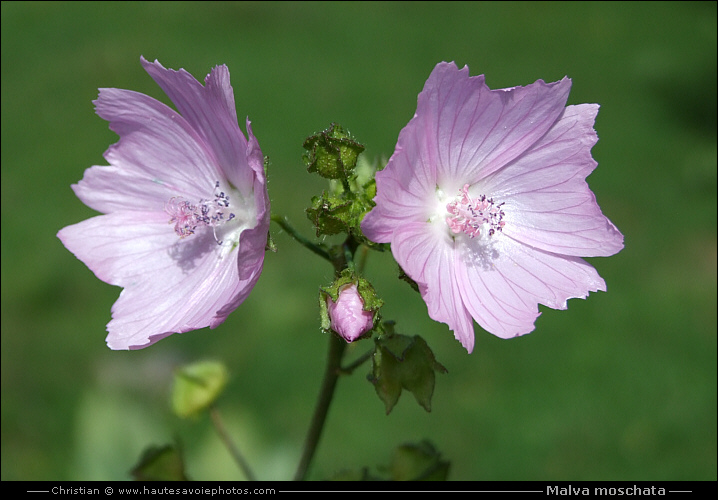 Mauve musquée - Malva moschata