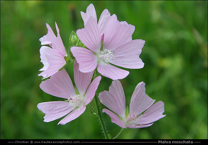 Mauve musquée - Malva moschata