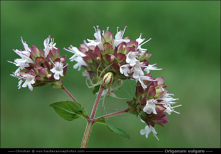 Marjolaine commune - Origanum vulgare