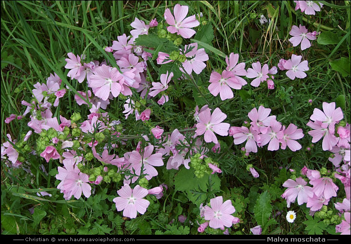 Mauve musquée - Malva moschata