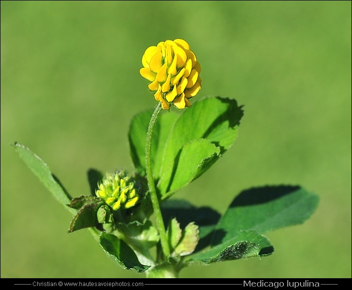 Luzerne lupuline - Medicago lupulina