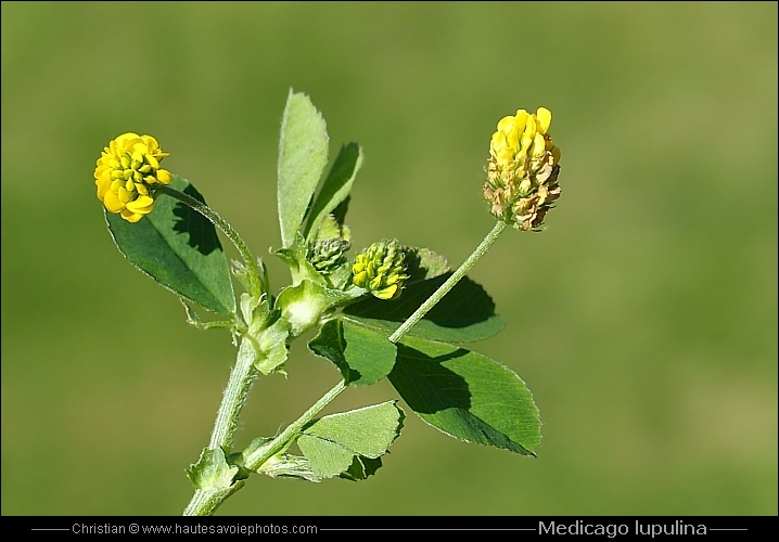 Luzerne lupuline - Medicago lupulina