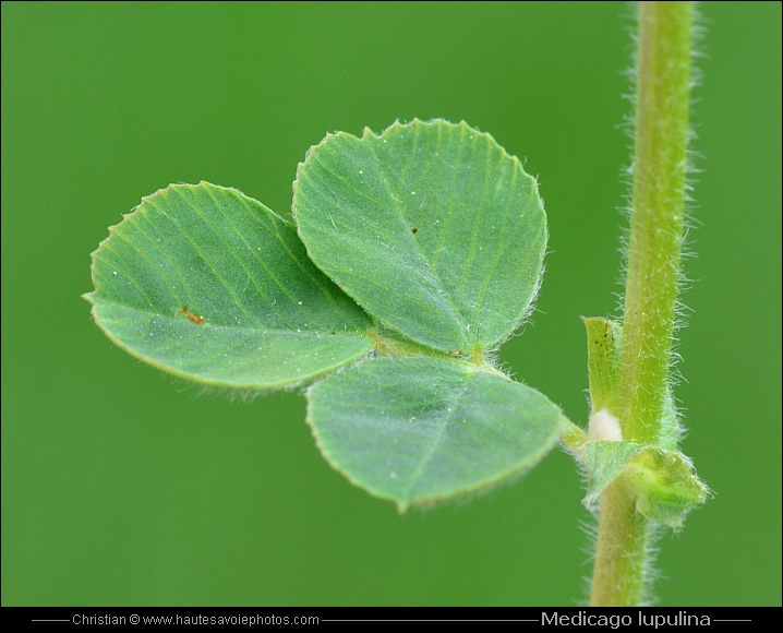 Luzerne lupuline - Medicago lupulina